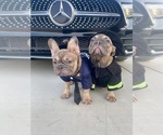 Small #3 French Bulldog