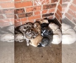 Small Photo #2 Pomsky Puppy For Sale in ALTUS, OK, USA