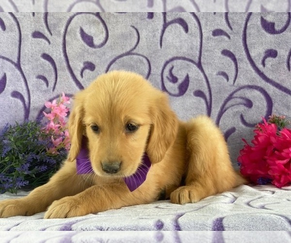 Medium Photo #1 Golden Retriever Puppy For Sale in LANCASTER, PA, USA