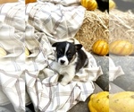 Small Photo #32 Pembroke Welsh Corgi Puppy For Sale in SOULSBYVILLE, CA, USA