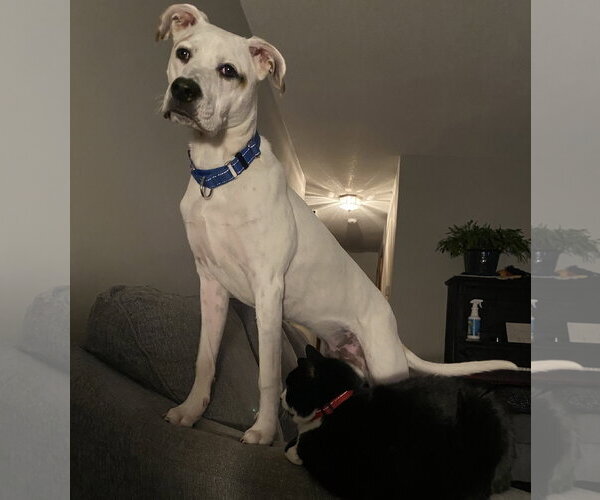 Medium Photo #2 Mutt Puppy For Sale in Brooklyn Center, MN, USA