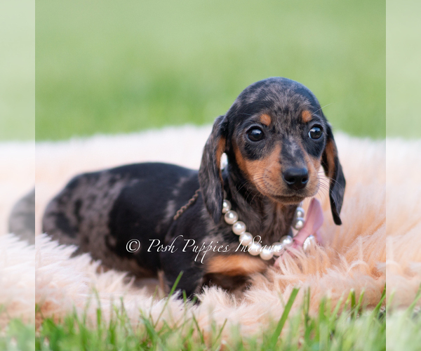 Medium Photo #6 Dachshund Puppy For Sale in WARSAW, IN, USA