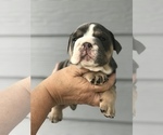 Small Photo #2 Bulldog Puppy For Sale in OLYMPIA, WA, USA