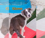 Small American Pit Bull Terrier-Shih Tzu Mix