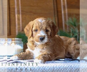 Goldendoodle (Miniature) Puppy for sale in LITITZ, PA, USA
