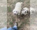 Small #1 Great Pyrenees