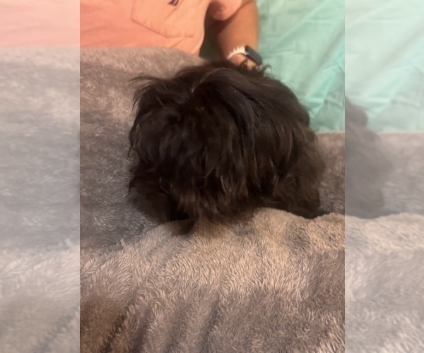 Medium Photo #15 Shih Tzu Puppy For Sale in BROOKLET, GA, USA