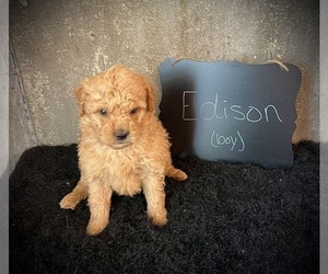 Goldendoodle (Miniature) Puppy for sale in NORTH VERNON, IN, USA
