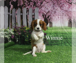 Small #24 Cavalier King Charles Spaniel