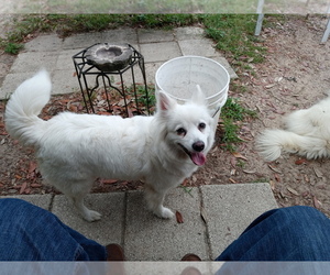 Mother of the Miniature American Eskimo puppies born on 11/09/2022