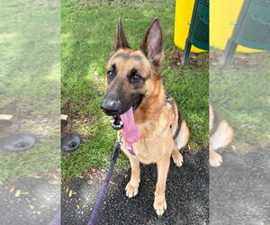 German Shepherd Dog Dogs for adoption in Lawrenceville, NJ, USA