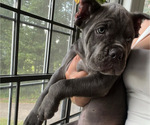 Small #2 Cane Corso
