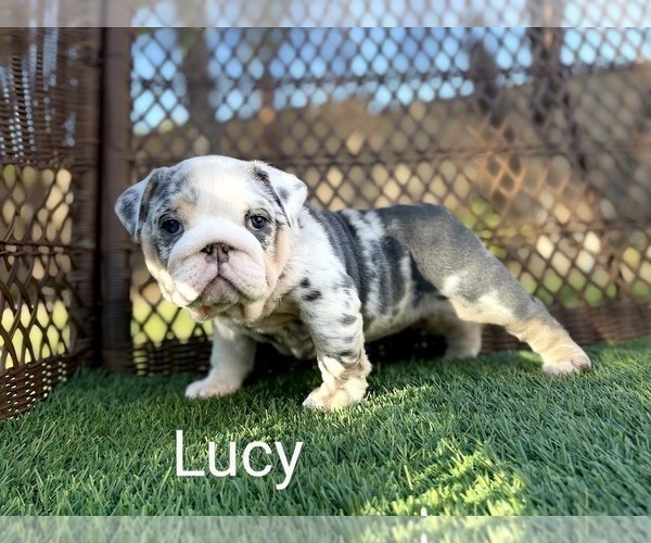 Medium Photo #4 English Bulldog Puppy For Sale in RIVERSIDE, CA, USA