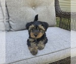 Small #8 Yorkshire Terrier