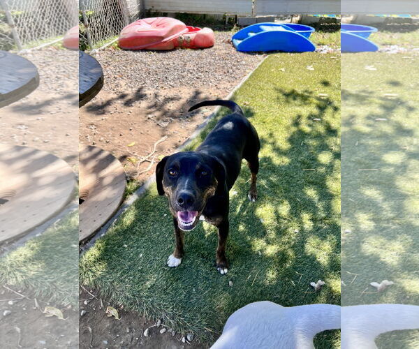 Medium Photo #5 Mutt Puppy For Sale in Tracy City, TN, USA