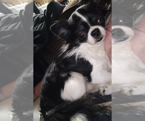 Father of the Chihuahua puppies born on 04/20/2025