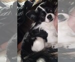 Small Photo #1 Chihuahua Puppy For Sale in DANVILLE, IL, USA