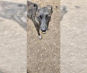 Labrador Retriever-Unknown Mix Dogs for adoption in San Antonio, TX, USA