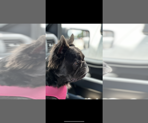 Mother of the French Bulldog puppies born on 07/26/2025