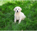 Small #7 Labrador Retriever