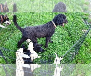 Mother of the Goldendoodle puppies born on 03/11/2026
