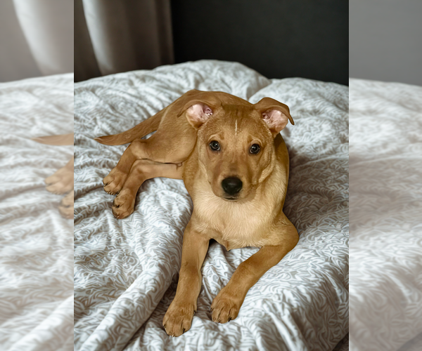 Medium Photo #2 Carolina Dog Puppy For Sale in San Diego, CA, USA