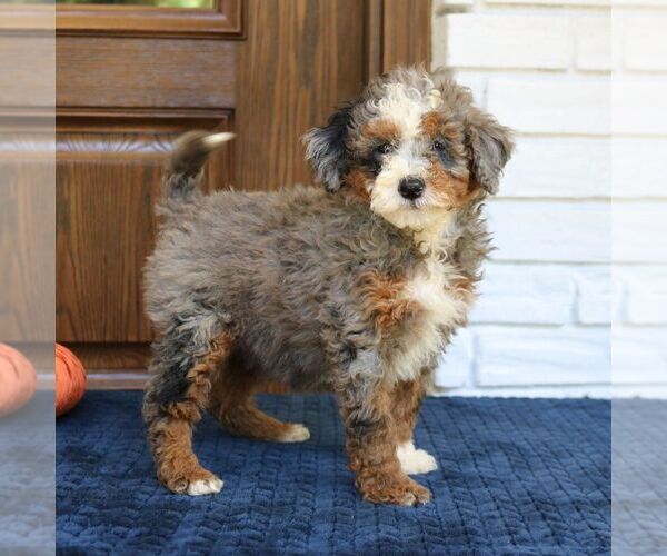 Medium Photo #3 Bernedoodle (Miniature) Puppy For Sale in NARVON, PA, USA