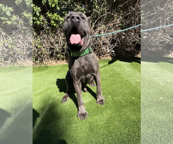 Medium Photo #2 Mutt Puppy For Sale in Goodyear, AZ, USA