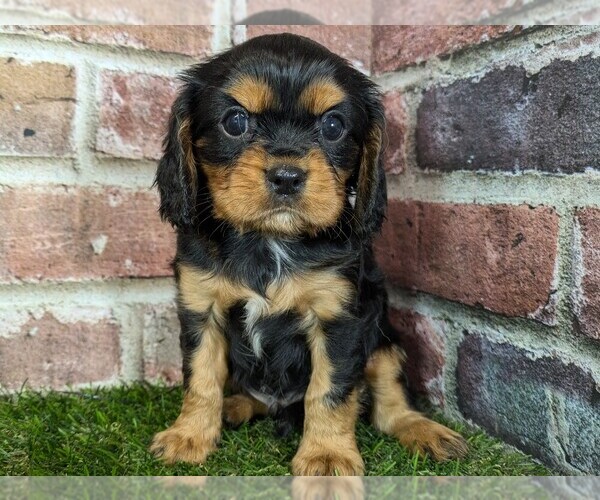 Medium Photo #3 Cavalier King Charles Spaniel Puppy For Sale in MOBERLY, MO, USA