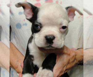 Boston Terrier Puppy for sale in CRKD RVR RNCH, OR, USA