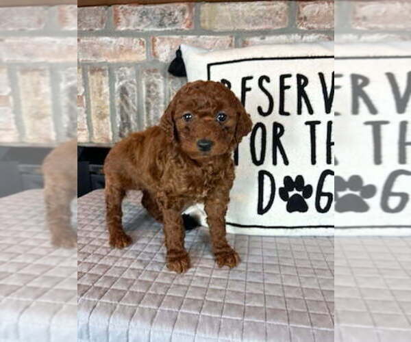 Medium Photo #1 Goldendoodle (Miniature) Puppy For Sale in GREENFIELD, IN, USA