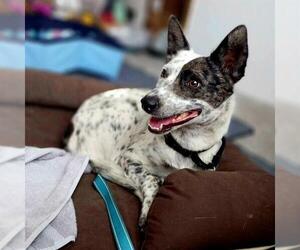 Mutt Dogs for adoption in Las Vegas, NV, USA