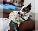 BLANCA - Female Mutt Dog for Adoption - Small photo