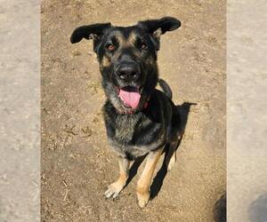 German Shepherd Dog Dogs for adoption in Sacramento, CA, USA