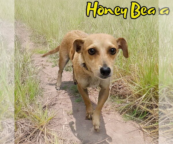 Medium Photo #5 Chiweenie Puppy For Sale in San Antonio, TX, USA