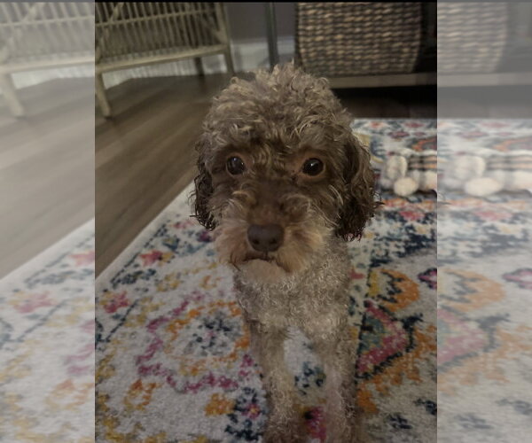 Medium Photo #1 Poodle (Miniature) Puppy For Sale in Holly Springs, NC, USA