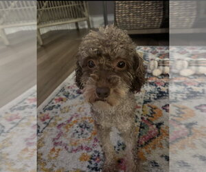 Poodle (Miniature) Dogs for adoption in Holly Springs, NC, USA