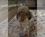 Small Photo #1 Poodle (Miniature) Puppy For Sale in Holly Springs, NC, USA