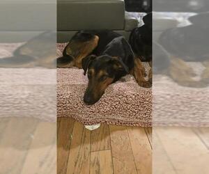 DWIGHT - Male Doberman Pinscher-German Shepherd Dog Mix Dog for Adoption - Photo #2