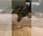 Small #1 Doberman Pinscher-Greyhound Mix