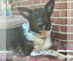 Small Photo #3 Australian Shepherd-Unknown Mix Puppy For Sale in Canton, CT, USA