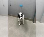 Small Mutt