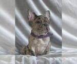 Small Photo #1 French Bulldog Puppy For Sale in KATY, TX, USA
