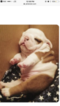Small Photo #1 English Bulldog Puppy For Sale in BOSTON, MA, USA