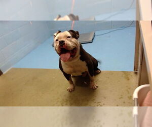 American Pit Bull Terrier Dogs for adoption in Moreno Valley, CA, USA