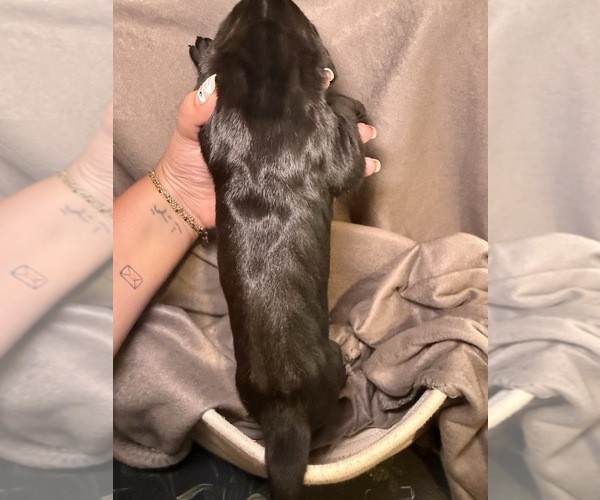 Medium Photo #9 Great Dane Puppy For Sale in GASTONIA, NC, USA