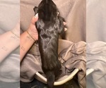 Small Photo #9 Great Dane Puppy For Sale in GASTONIA, NC, USA