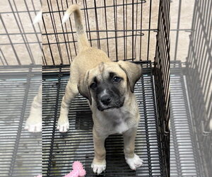 Anatolian Shepherd Dogs for adoption in GILBERTS, IL, USA