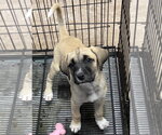 Small Anatolian Shepherd