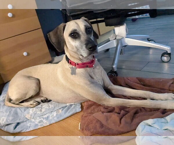 Medium Photo #4 Black Mouth Cur-Unknown Mix Puppy For Sale in Sanford, FL, USA